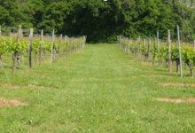  Domaine Dupraz 