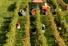  Domaine Dupraz 