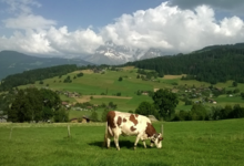 Ferme " Les Montagnards"