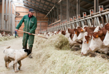 Ferme " Les Montagnards"