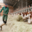 Ferme " Les Montagnards"