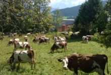 Ferme " Les Montagnards"