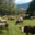 Ferme " Les Montagnards"