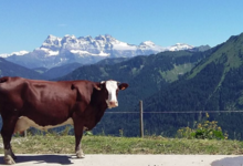 GAEC du Mont Chauffé , ferme Girard