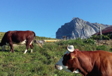  GAEC du Mont Chauffé , ferme Girard