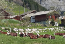  GAEC du Mont Chauffé , ferme Girard