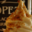confiserie Lopez, glace à l'italienne