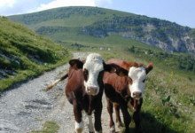  Ferme François Perrillat Mercerot 