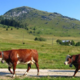  Ferme GAEC la Pointe d'Andey 