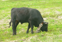 La ferme de Caroline, viande de vaches d'hérens