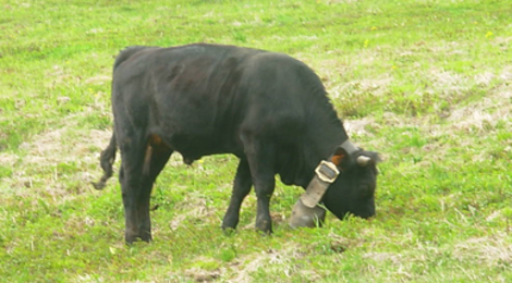 La ferme de Caroline, viande de vaches d'hérens