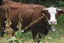 La Ferme de sur les Rives