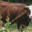 La Ferme de sur les Rives