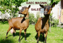 Gaec Magnin