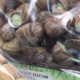 L'escargot Chautagnard, escargots recette bourguignonne