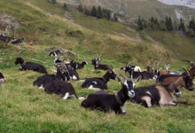 Chevrerie des Hauts du Lac