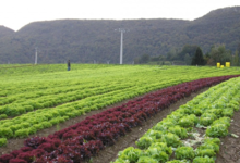 Les paniers de la Dhuy