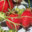 La Ferme Du Coteau, fraises