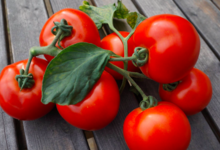 Le panier des singeons, tomates