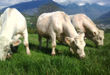 La charolaise de Savoie