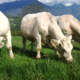 La charolaise de Savoie