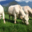 La charolaise de Savoie
