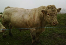 La charolaise de Savoie