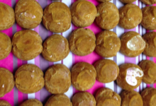 Choux vanille caramélisés