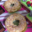 Paris Brest