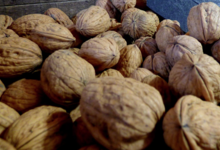 ferme des Bacholles, noix de Grenoble