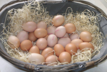 La ferme Rousset, oeufs fermiers