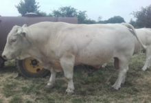 La ferme Rousset