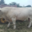 La ferme Rousset