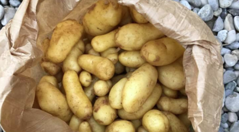 Le Potager Gillonnois, pommes de terres nouvelles