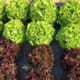 Le Potager Gillonnois, salades