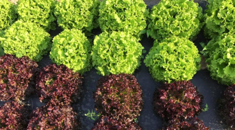Le Potager Gillonnois, salades