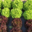 Le Potager Gillonnois, salades