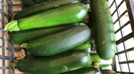 Le Potager Gillonnois, courgettes