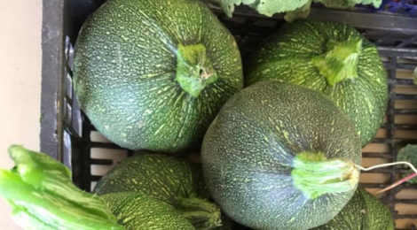 Le Potager Gillonnois, courgettes rondes