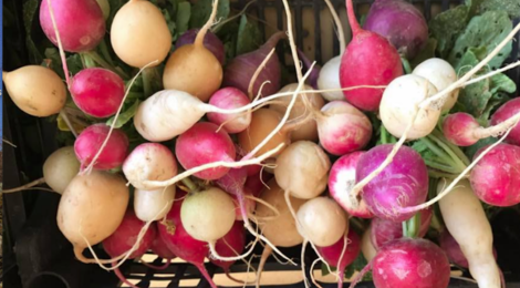 Le Potager Gillonnois, radis multicolores