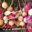 Le Potager Gillonnois, radis multicolores