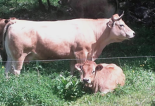 ferme de Ladroit, gaec la Sabaudia