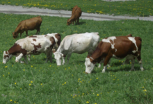 ferme de Ladroit, gaec la Sabaudia