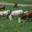 ferme de Ladroit, gaec la Sabaudia