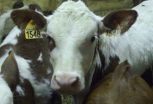 ferme de Ladroit, gaec la Sabaudia
