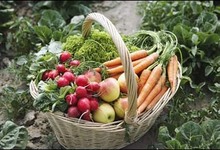 Paniers bio de légume