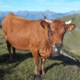 Fromagerie des alpages de La Plagne