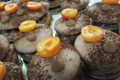 macarons chocolat Guanaja et abricots 