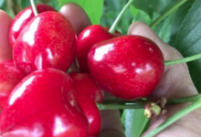 cerises
