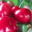 cerises